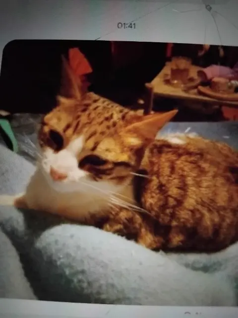 chatte lost   93400 Saint-Ouen-sur-Seine Kenza