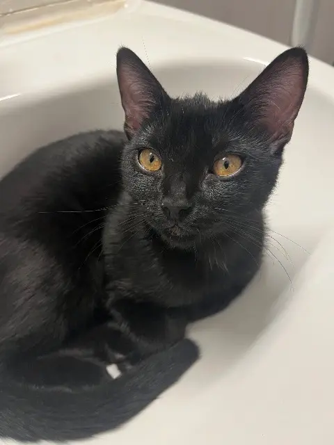 chatte lost   93390 Clichy-sous-Bois Kito