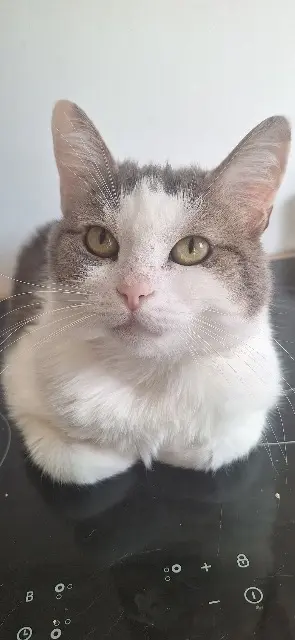 cat lost   93240 Stains Laurine