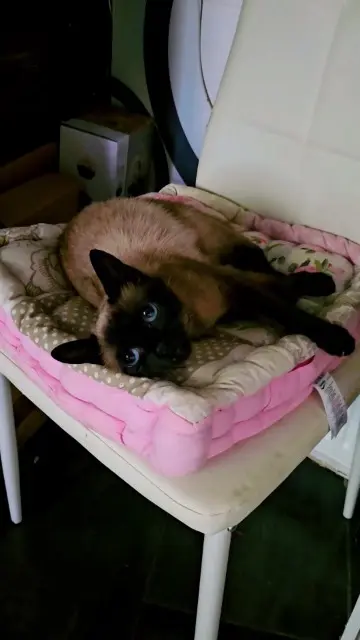 chatte lost   93370 Montfermeil Laya