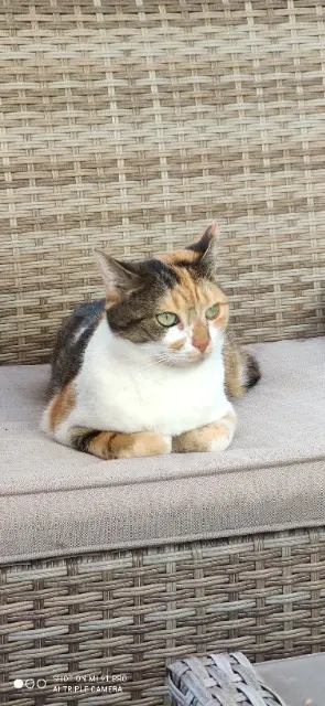 chatte lost   93220 Gagny Louna-Delilah