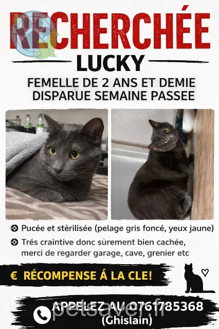 chatte lost   93700 Drancy Lucky