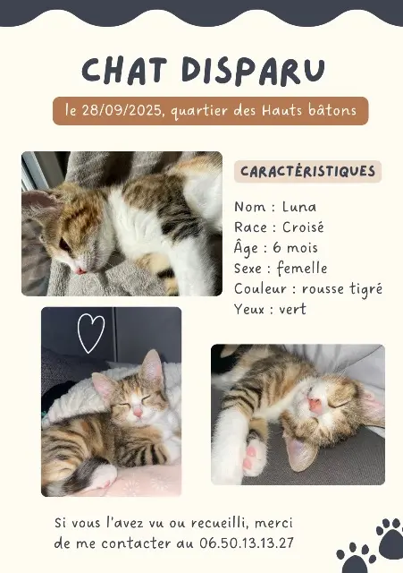 chatte perdue 93160 Noisy-le-Grand Luna chatte lost 93160 Noisy-le-Grand Luna