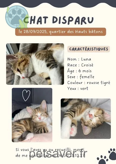 kat vermist 93160 Noisy-le-Grand Luna kat lost 93160 Noisy-le-Grand Luna