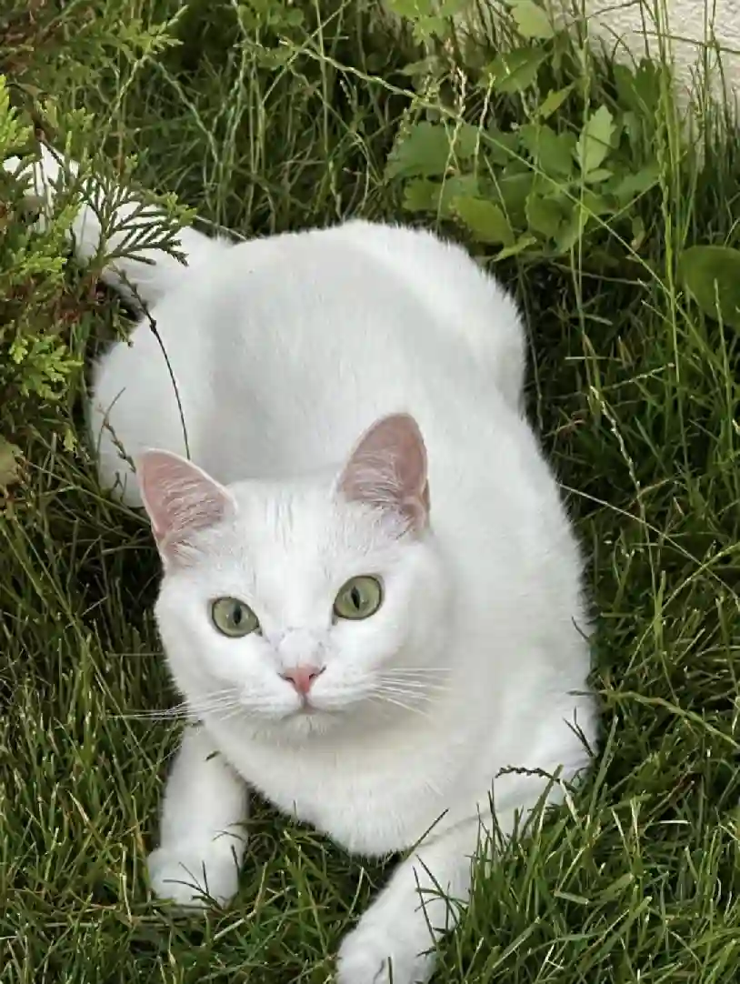 Chatte Perdue 93 Seine-Saint-Denis - Luna Chatte Perdue 93 Seine-Saint-Denis - Luna