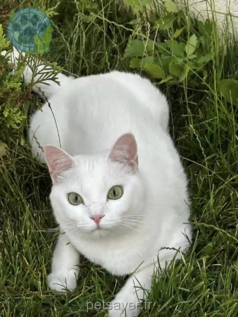 Chatte Perdue 93 Seine-Saint-Denis - Luna Chatte Perdue 93 Seine-Saint-Denis - Luna