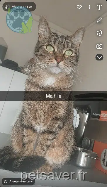 kat vermist 93440 Dugny Maafi kat lost 93440 Dugny Maafi