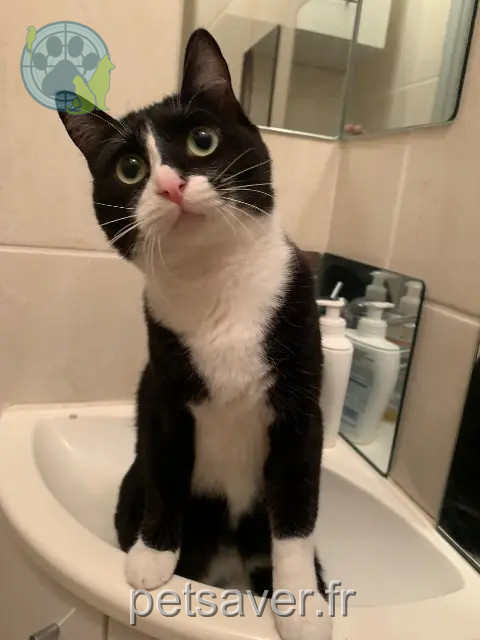 Katze vermisst 93230 Romainville Mafifi Katze lost 93230 Romainville Mafifi