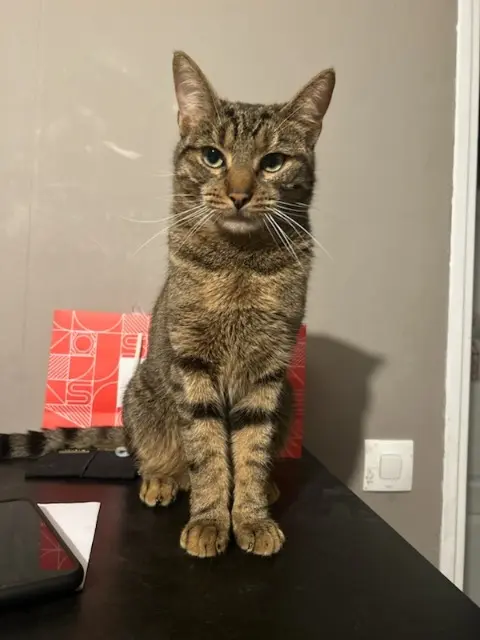 chatte lost   93270 Sevran Miky ou Mimi