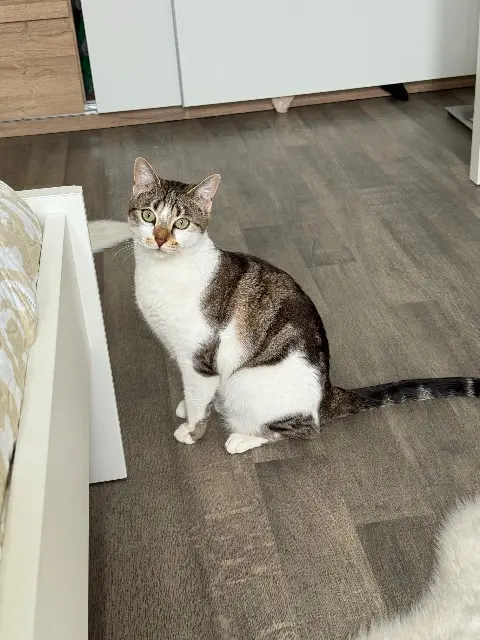 chatte lost   93120 La Courneuve Mimi