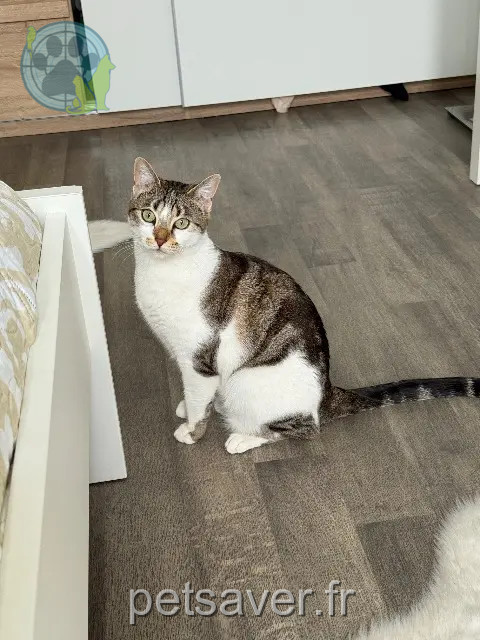 gata perdida 93120 La Courneuve Mimi gata lost 93120 La Courneuve Mimi