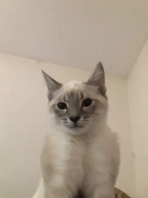 chatte lost   93250 Villemomble Mimi