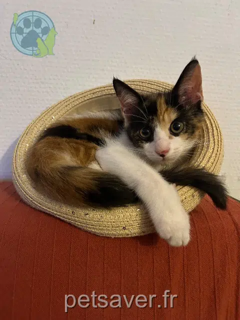 kat vermist 93120 La Courneuve Mimiche kat lost 93120 La Courneuve Mimiche