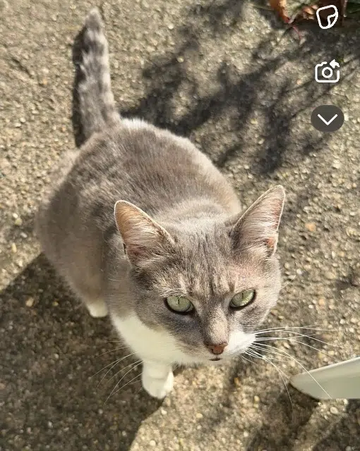 chatte lost   93290 Tremblay-en-France Mimichou