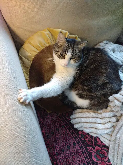 chatte lost   93700 Drancy Minichat