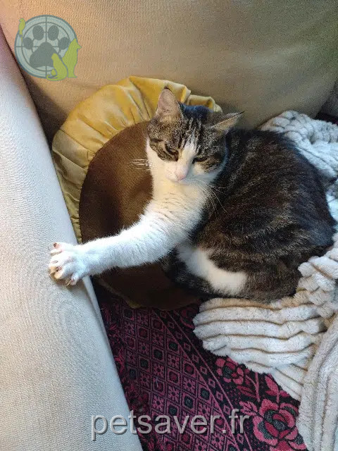 chatte perdue 93700 Drancy Minichat chatte lost 93700 Drancy Minichat