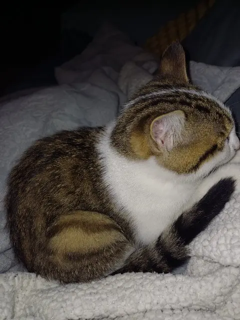 chatte lost   93420 Villepinte Minou