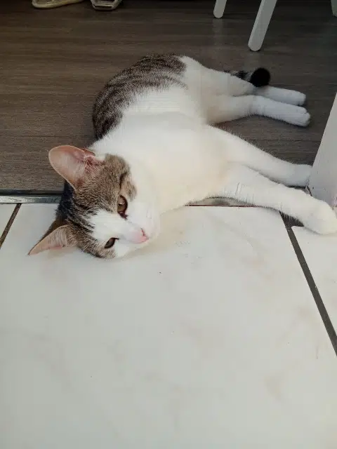 chatte lost   93390 Clichy-sous-Bois Minoucha