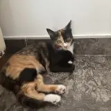 chatte lost   93140 Bondy Minoucha