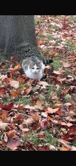 chatte lost   93390 Clichy-sous-Bois Minoucha