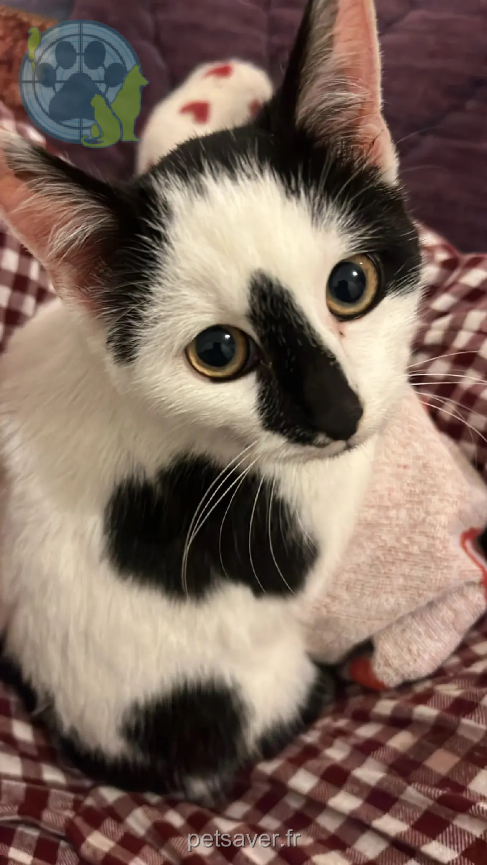 Chatte Perdue 93 Seine-Saint-Denis - Minouille-couza Chatte Perdue 93 Seine-Saint-Denis - Minouille-couza