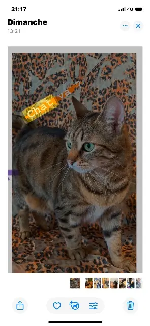 chatte lost   93310 Le Pré-Saint-Gervais Mobi