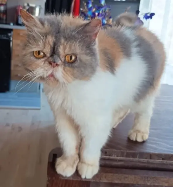 chatte lost   93190 Livry-Gargan Money Penny