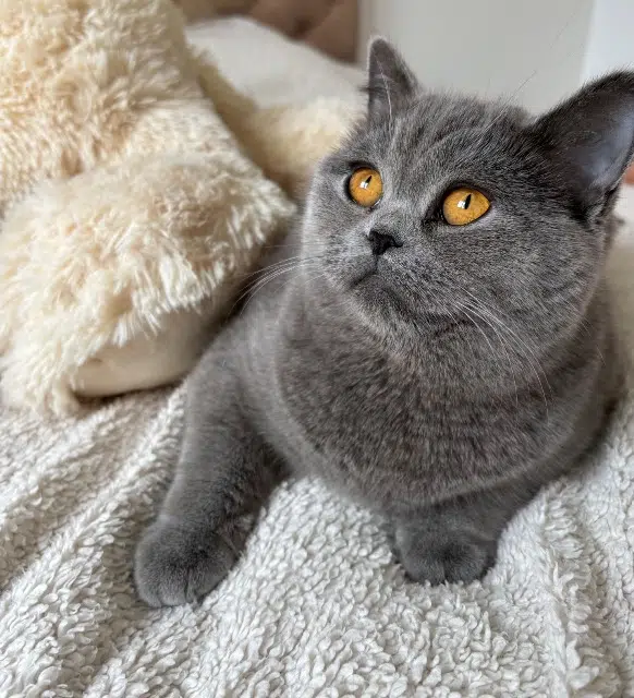 chatte lost   93100 Montreuil Bella