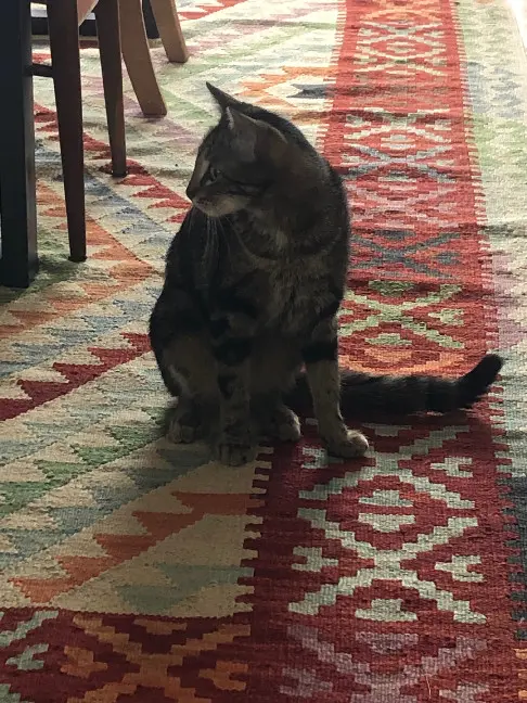 Chatte Perdue 93 Seine-Saint-Denis Montreuil - Branche Chatte Perdue 93 Seine-Saint-Denis Montreuil - Branche