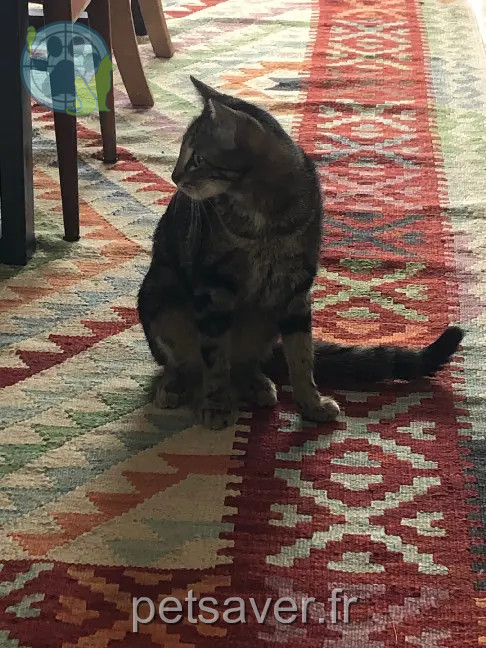 Chatte Perdue 93 Seine-Saint-Denis Montreuil - Branche Chatte Perdue 93 Seine-Saint-Denis Montreuil - Branche