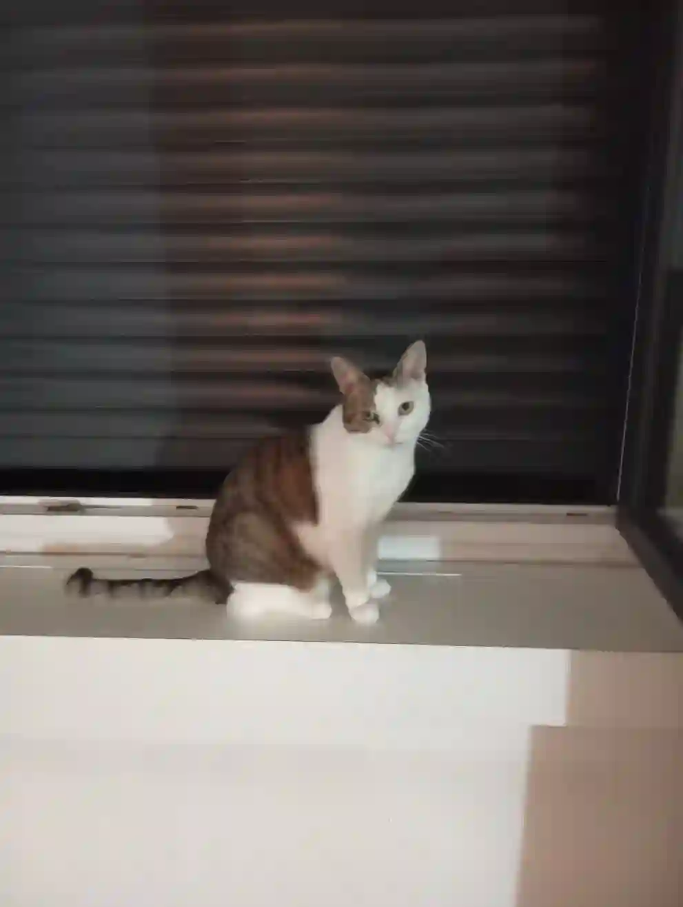 Chatte Perdue 93 Seine-Saint-Denis Montreuil - Laya Chatte Perdue 93 Seine-Saint-Denis Montreuil - Laya
