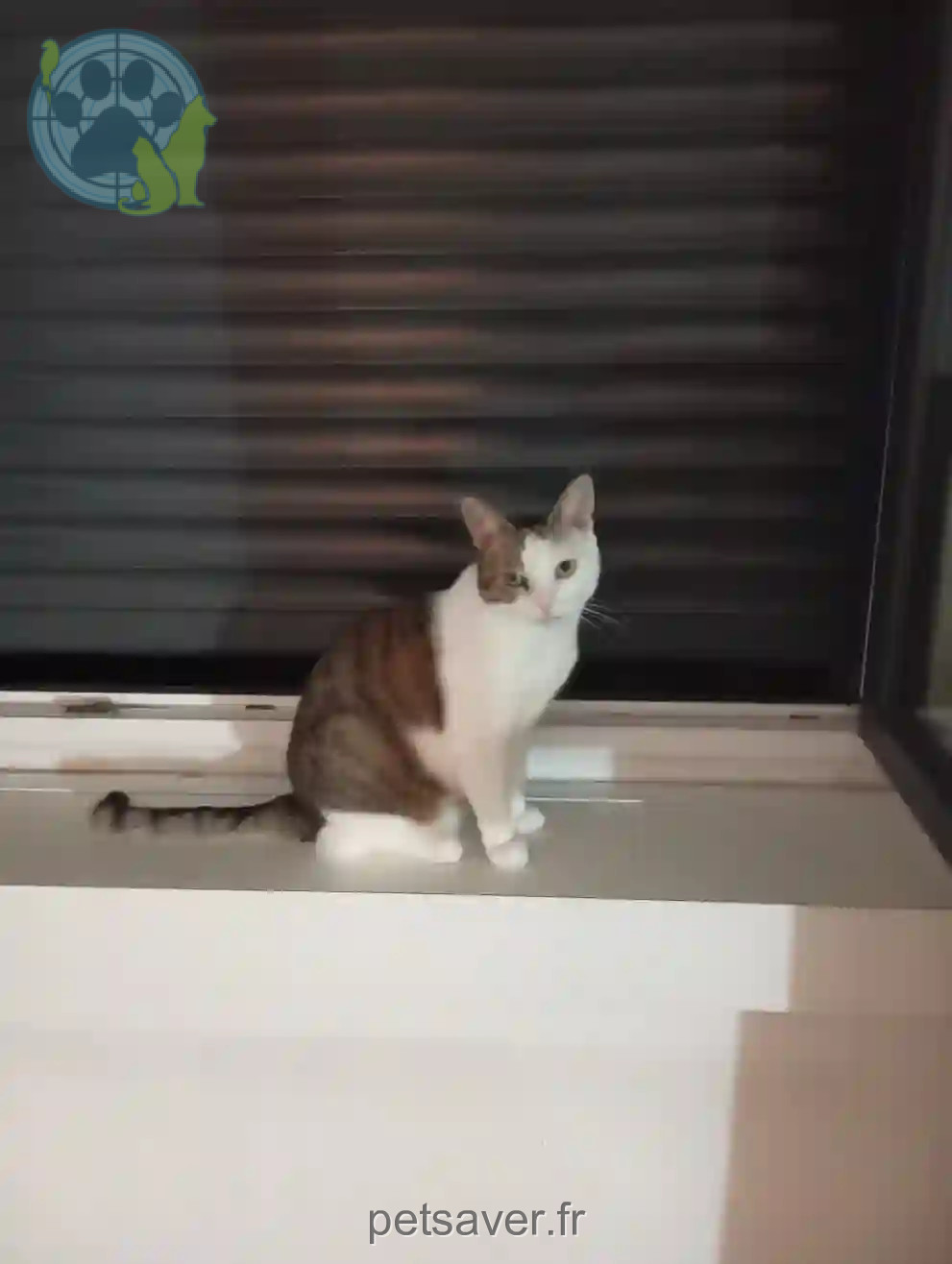 Chatte Perdue 93 Seine-Saint-Denis Montreuil - Laya Chatte Perdue 93 Seine-Saint-Denis Montreuil - Laya
