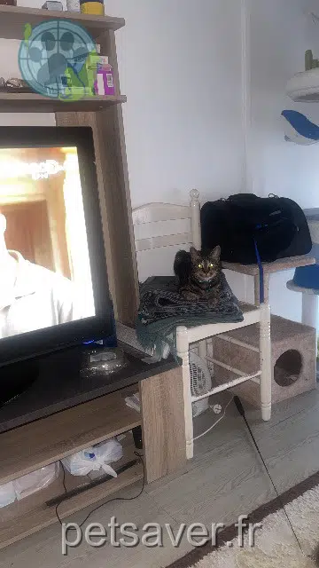 chatte lost   93100 Montreuil Léna