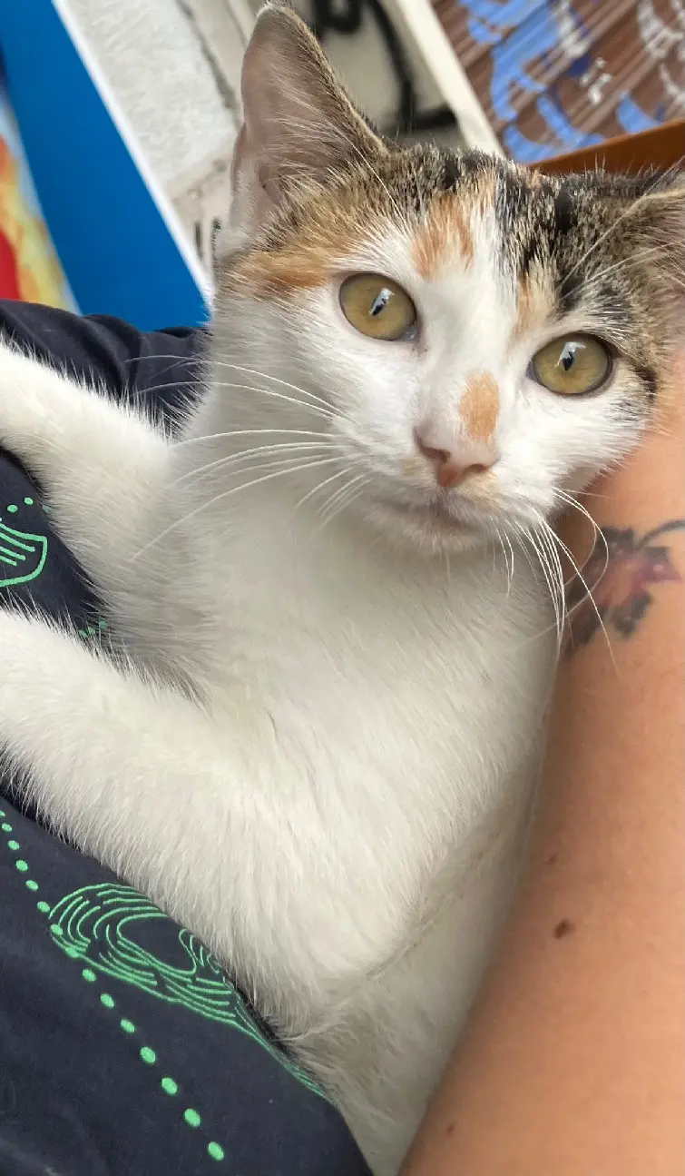 Chatte Perdue 93 Seine-Saint-Denis Montreuil - Margarita Chatte Perdue 93 Seine-Saint-Denis Montreuil - Margarita