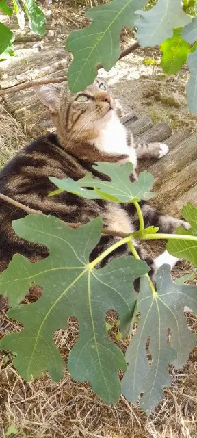 chatte lost   93100 Montreuil Misstinguett