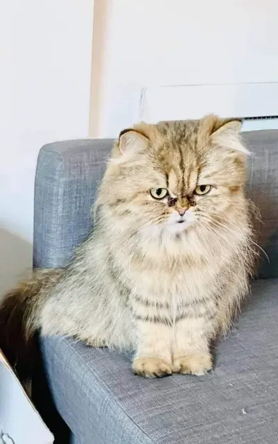 chatte lost   93100 Montreuil Moon