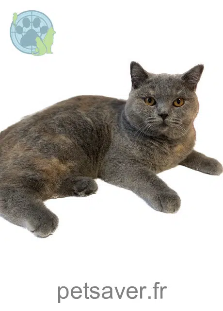 chatte lost   93100 Montreuil Poppée