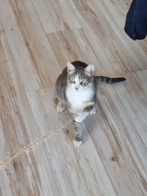 chatte lost   93100 Montreuil Willow