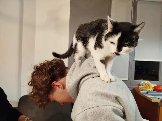 chatte lost   93100 Montreuil Zoé
