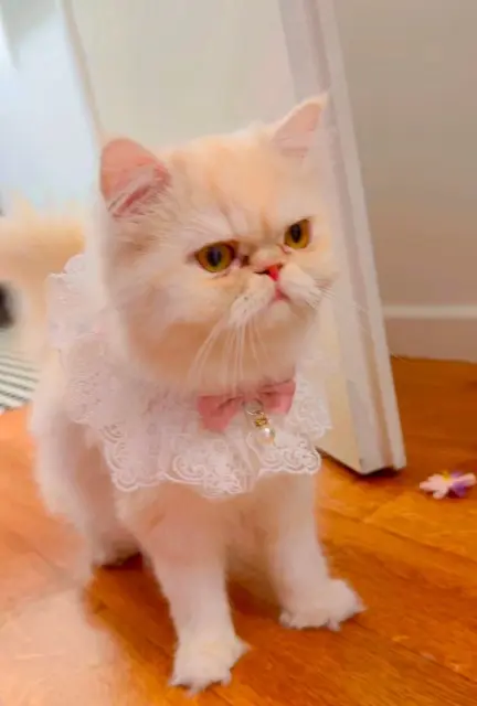 chatte lost   93220 Gagny Mouchka