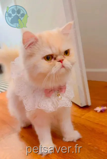 gata perdida 93220 Gagny Mouchka gata lost 93220 Gagny Mouchka