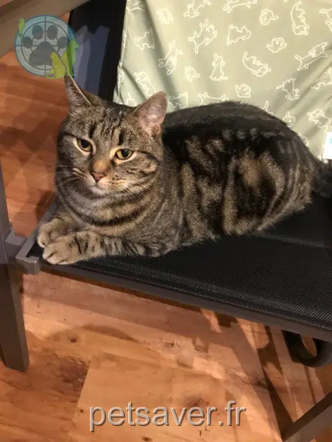 chatte lost   93360 Neuilly-Plaisance Mouette