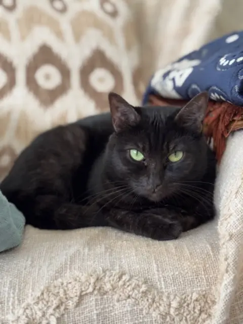 chatte lost   93140 Bondy Mueza