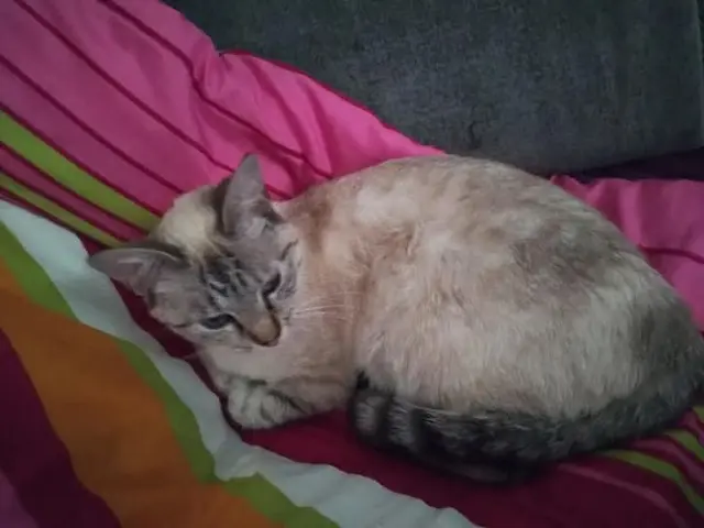 chatte lost   93340 Le Raincy Nala