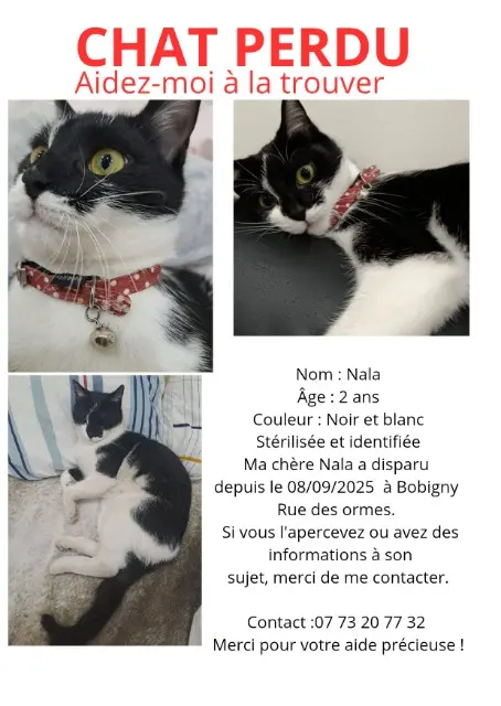 chatte lost   93000 Bobigny Nala