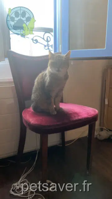 cat lost 93300 Aubervilliers Nana cat lost 93300 Aubervilliers Nana