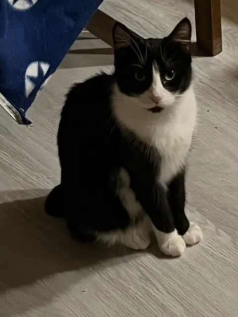 chatte lost   93600 Aulnay-sous-Bois Naya