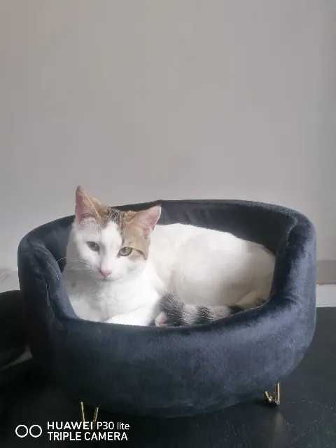 chatte lost   93360 Neuilly-Plaisance Naya