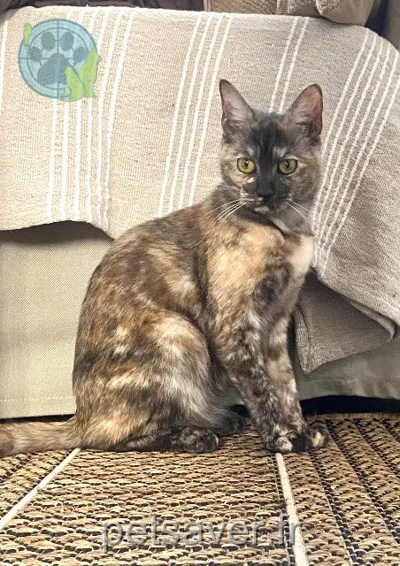 chatte lost   93140 Bondy Nil