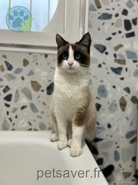 chatte lost   93370 Montfermeil Nin